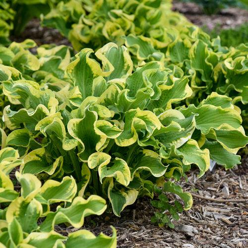 PW® Shadowland® Wheee! Hosta