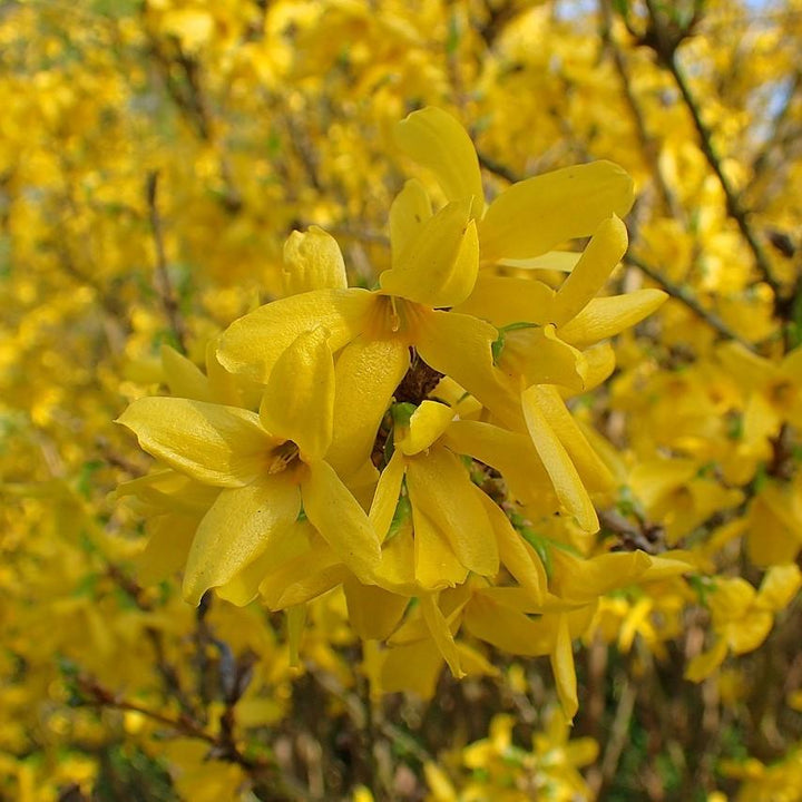 Lynwood Gold Forsythia