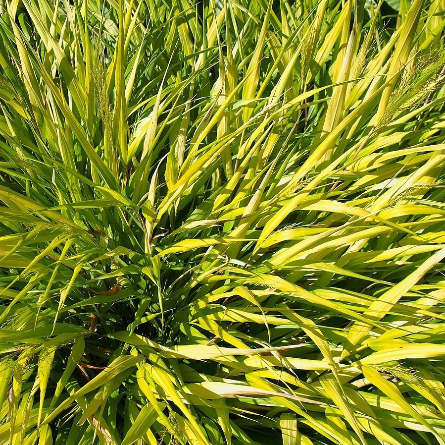 All Gold Japanese Forest Grass, Hakone Grass