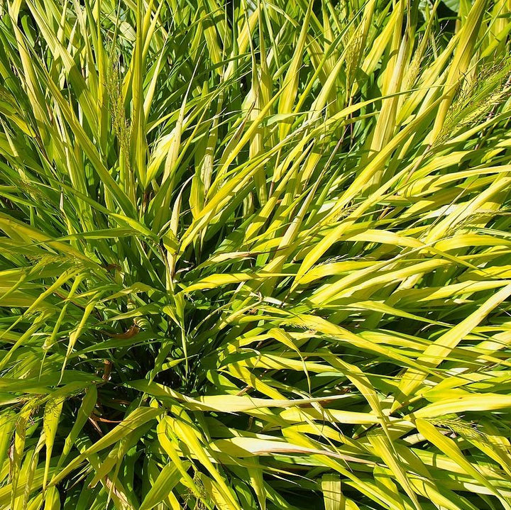 All Gold Japanese Forest Grass, Hakone Grass