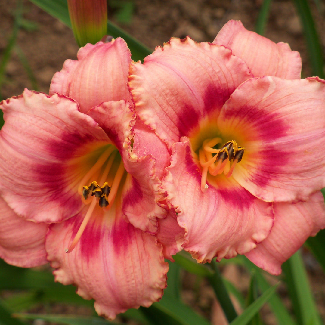 Strawberry Candy Daylily
