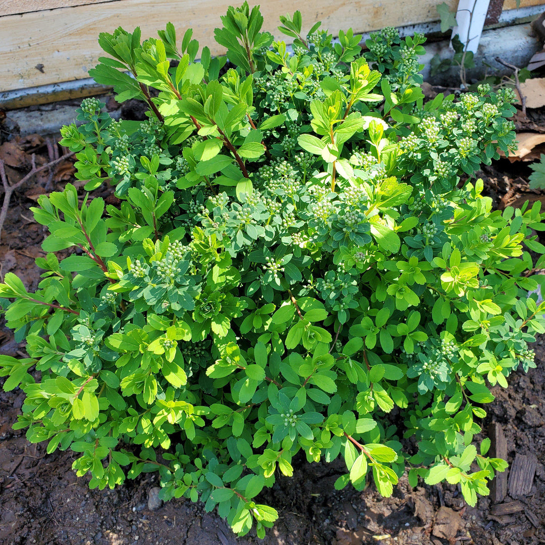 Snowmound Spirea