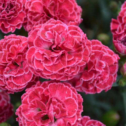 Fruit Punch® Raspberry Ruffles Dianthus