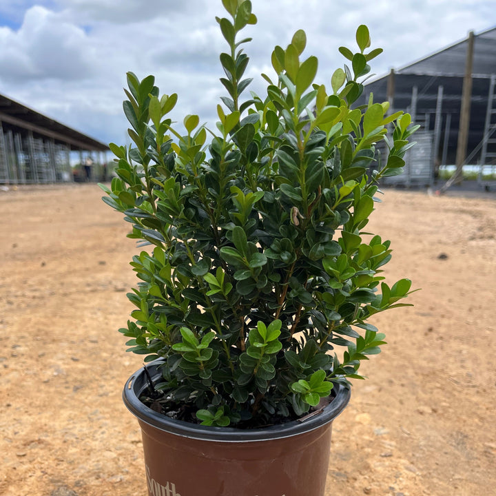 Baby Gem™ Boxwood
