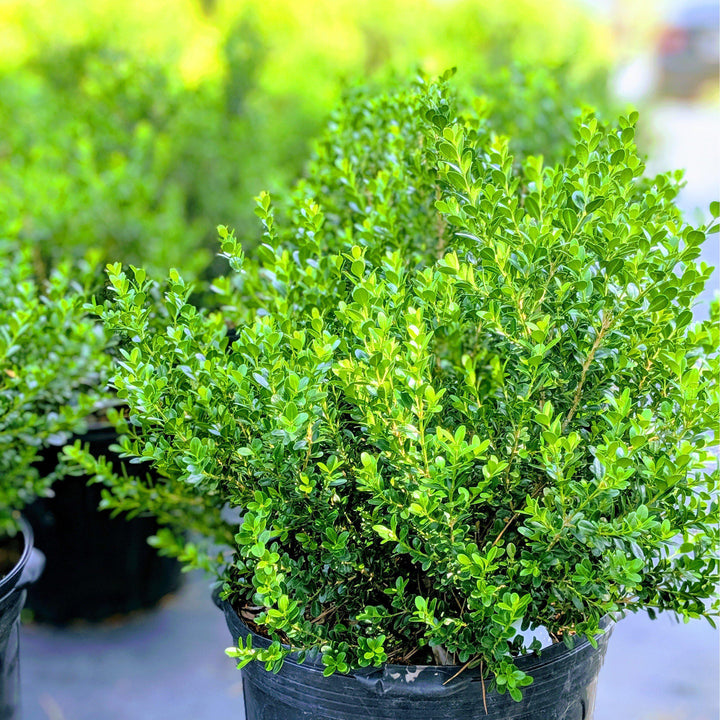 Baby Gem™ Boxwood