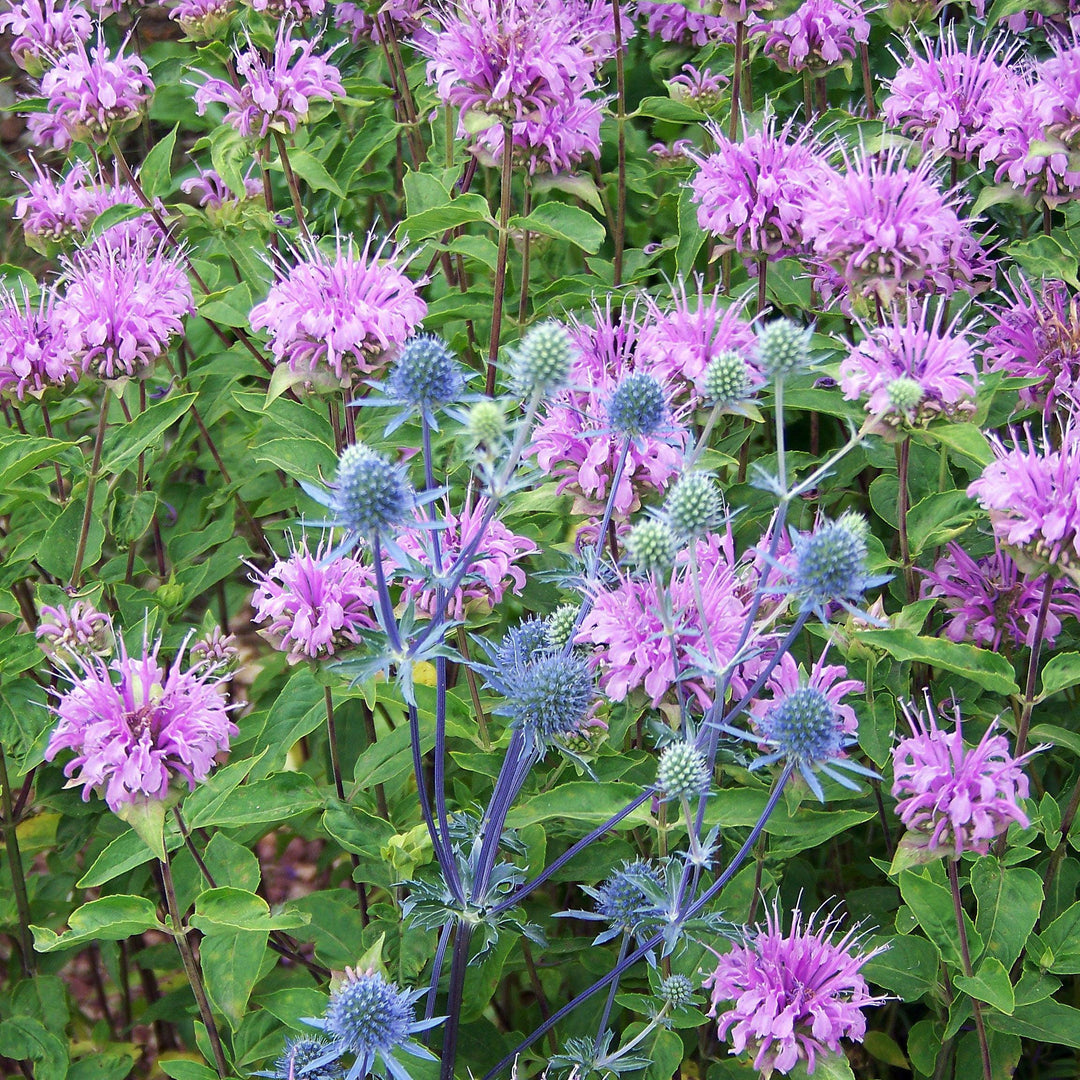 Monarda 'Blue Moon'  - Sugar Buzz® Blue Moon Bee Balm