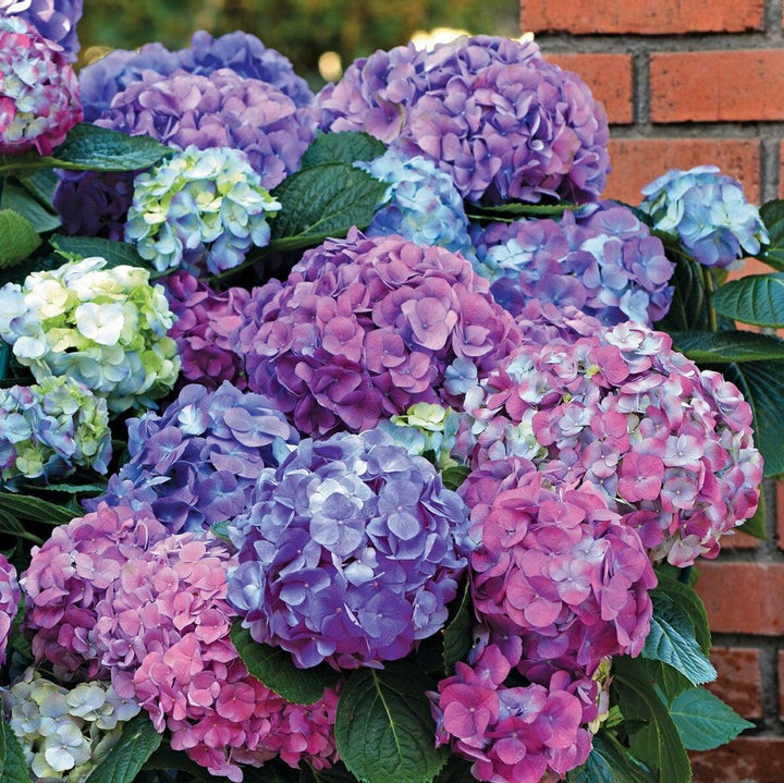 LA Dreamin'® Hydrangea