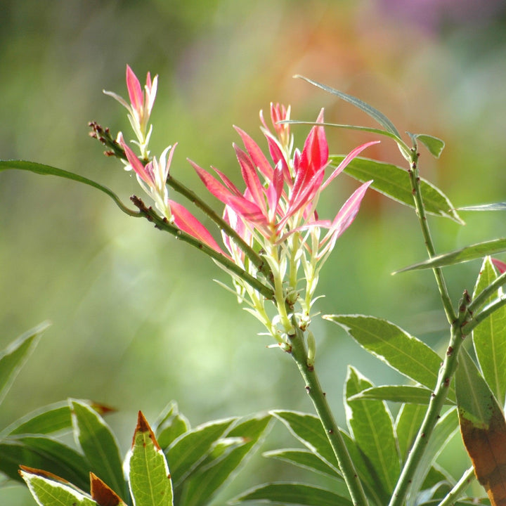 Flaming Silver Pieris