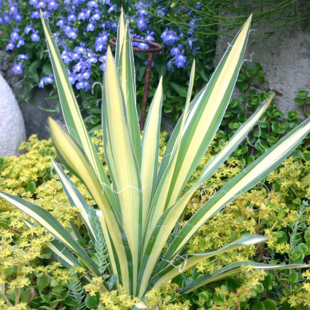 Color Guard Adam's Needle, Yucca