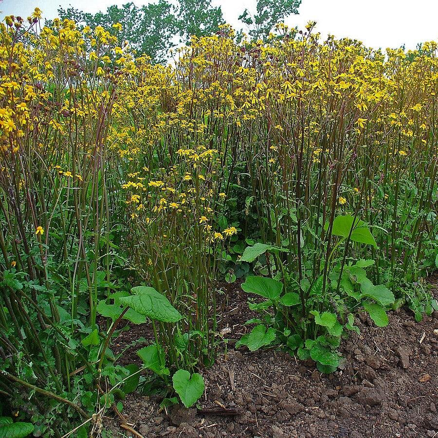 Golden Ragwort