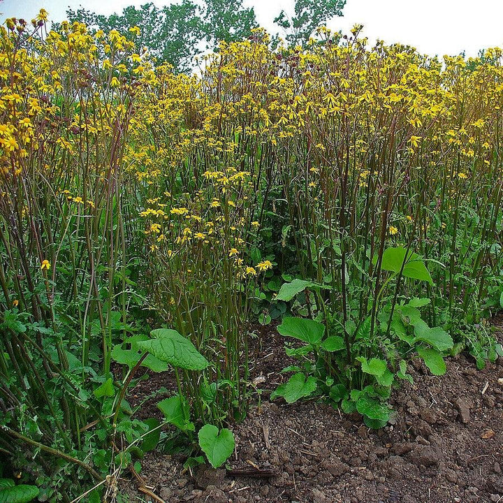 Golden Ragwort