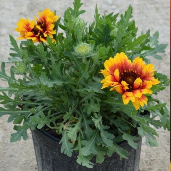 Gaillardia aristata 'Spintop Red Starburst'  - Spintop™ Red Starburst Blanket Flower