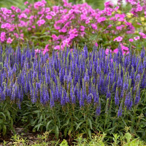 PW® Magic Show® Wizard of Ahhs Veronica