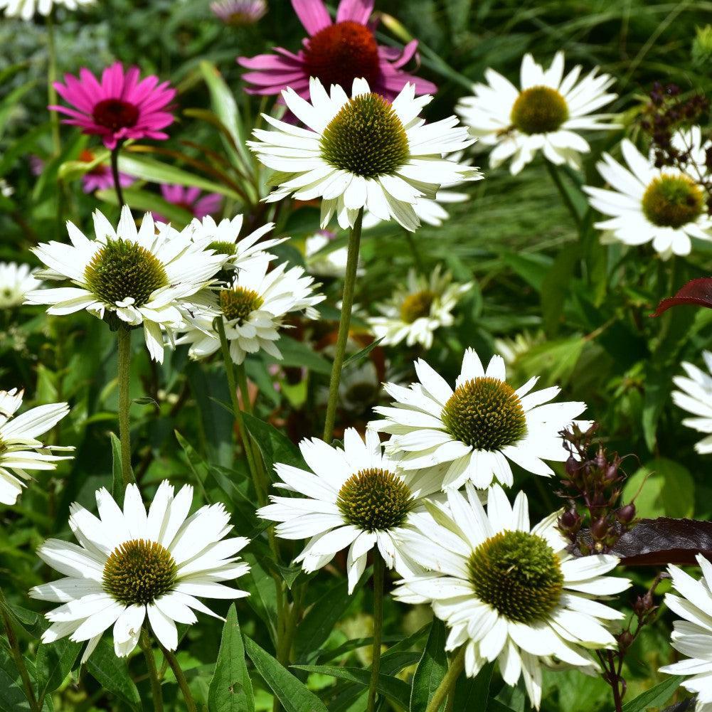 Happy Star Echinacea