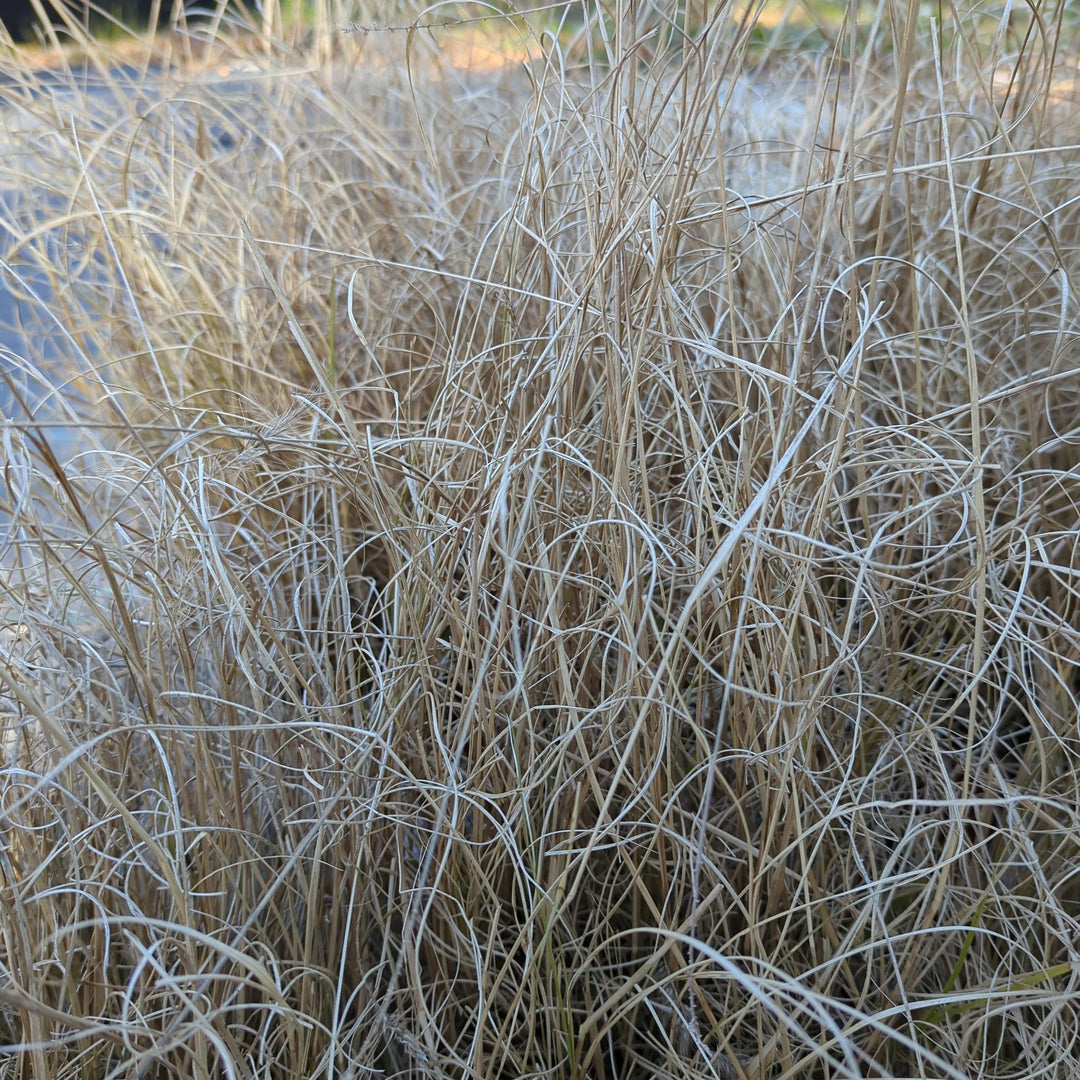Pennisetum alopecuroides 'Hameln  - Hameln Fountain Grass
