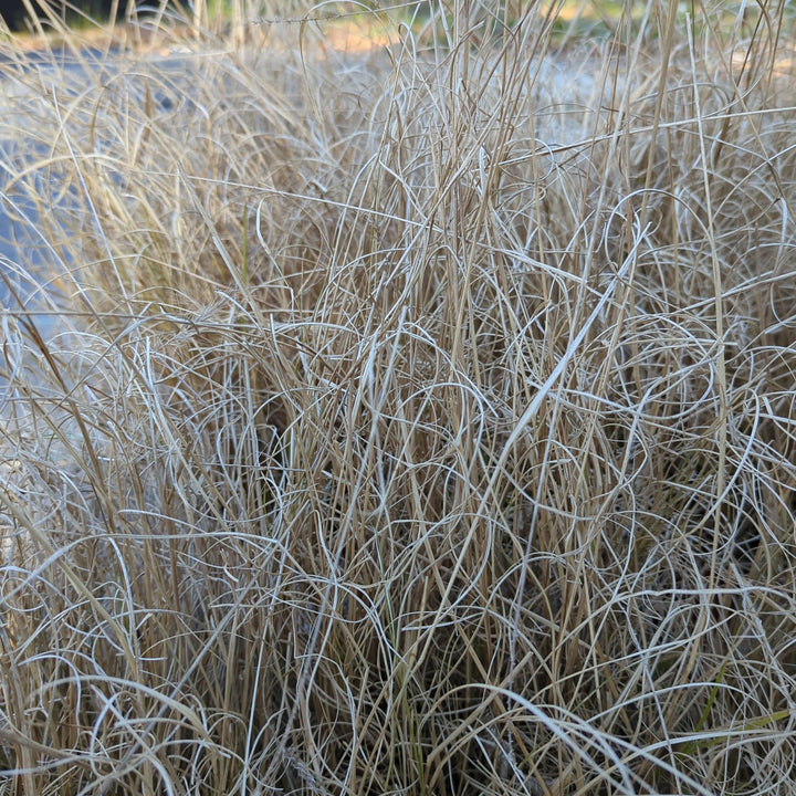 Pennisetum alopecuroides 'Hameln  - Hameln Fountain Grass