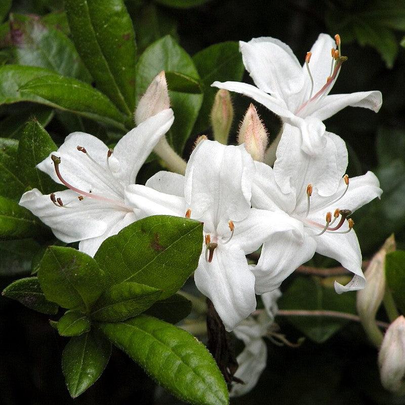 Rhododendron viscosum  - Swamp Azalea