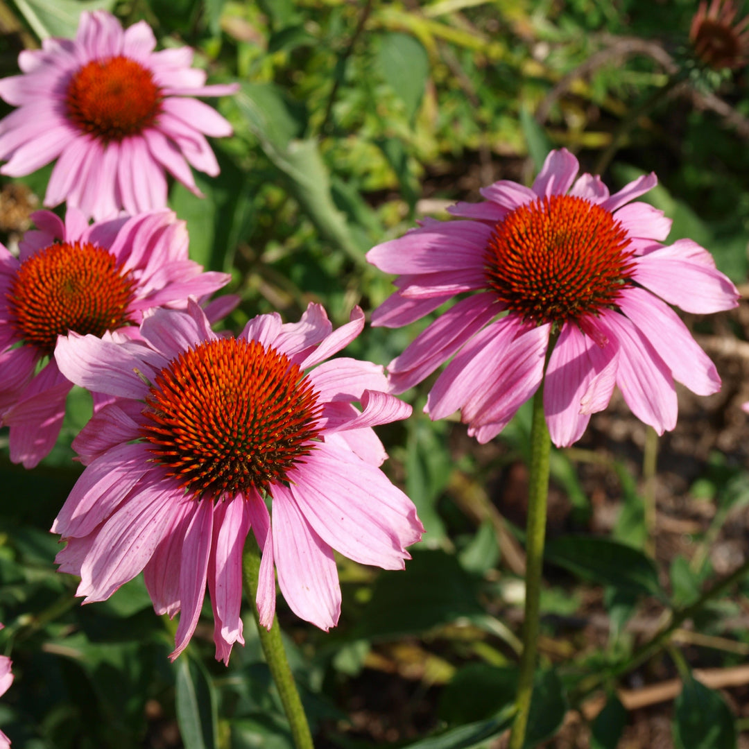 Ruby Star Echinacea