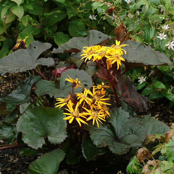 Britt-Marie Crawford Leopard Plant