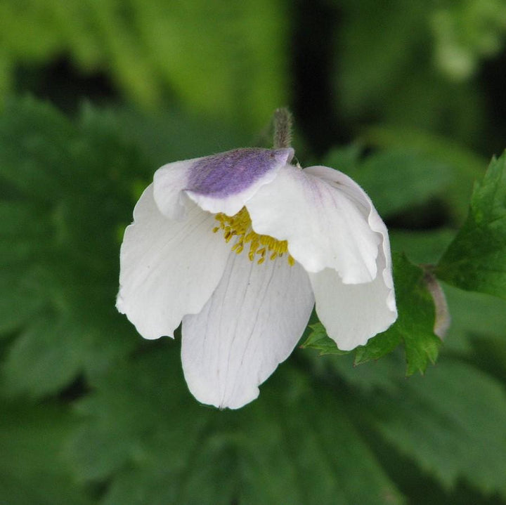 Wild Swan™ Anemone