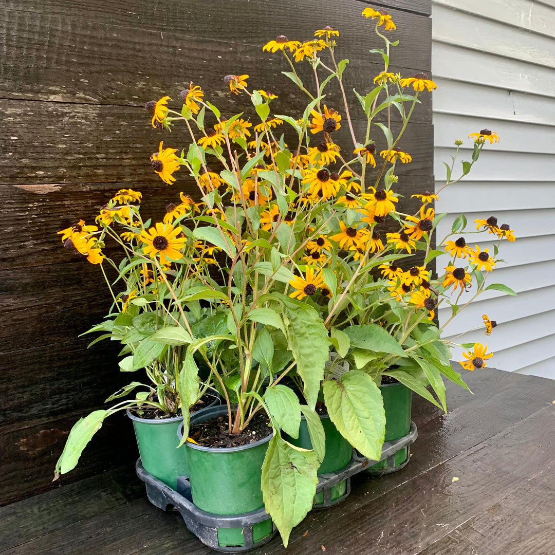 Black-Eyed Susan