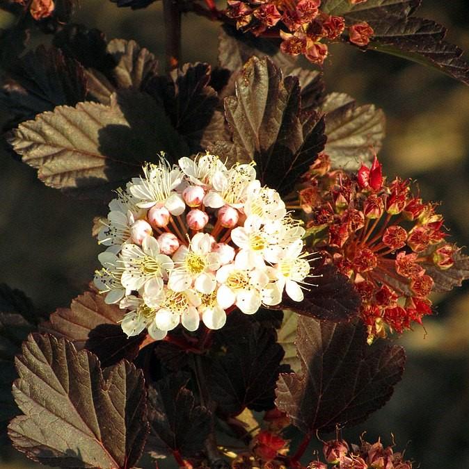 Summer Wine® Ninebark