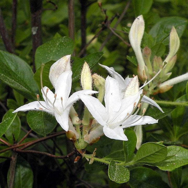 Rhododendron viscosum  - Swamp Azalea