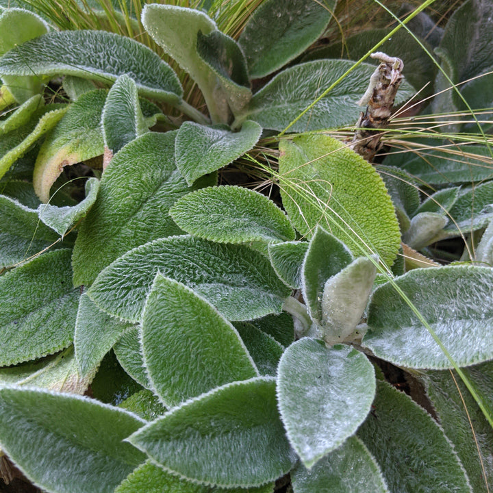 Giant Lamb's Ear