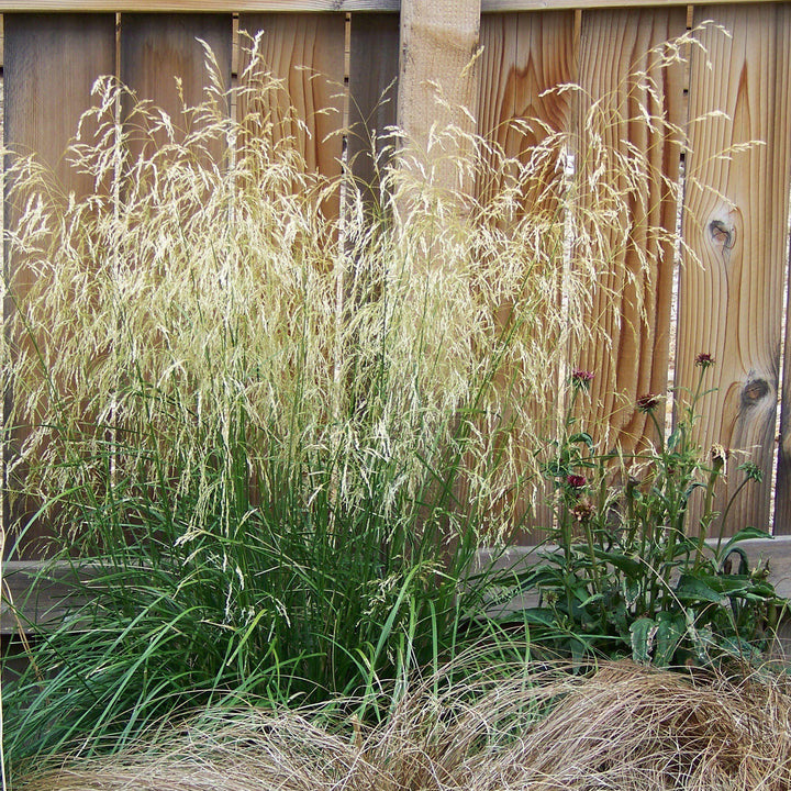 Karl Foerster's Feather Reed Grass