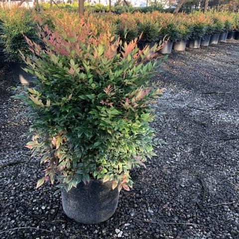 Nandina domestica 'Gulf Stream'  - Gulf Stream Heavenly Bamboo