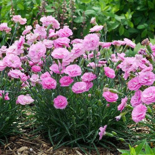 Fruit Punch® Sweetie Pie Dianthus