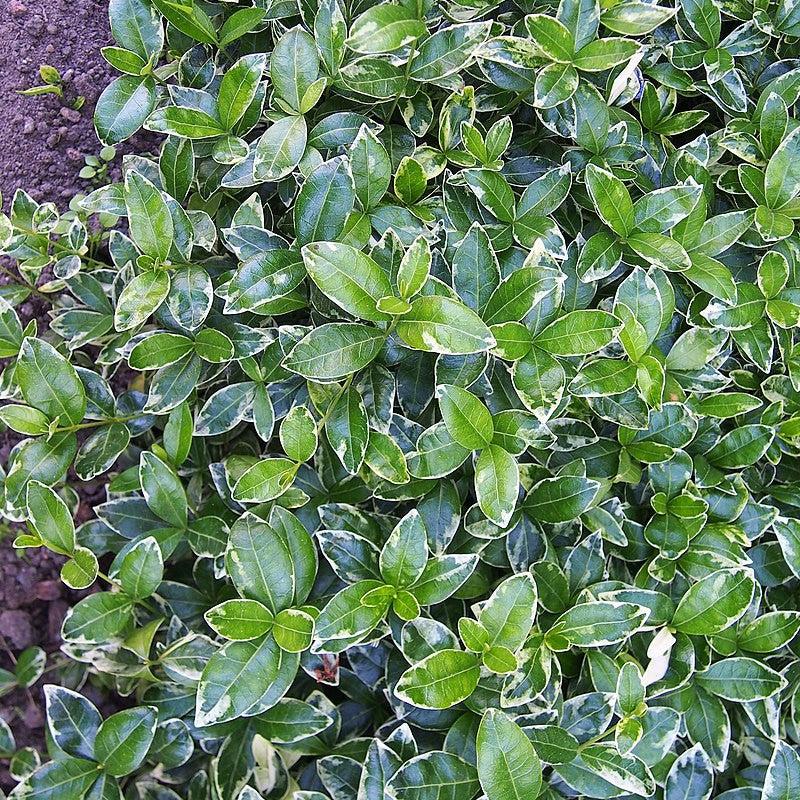 Ralph Shugert Periwinkle