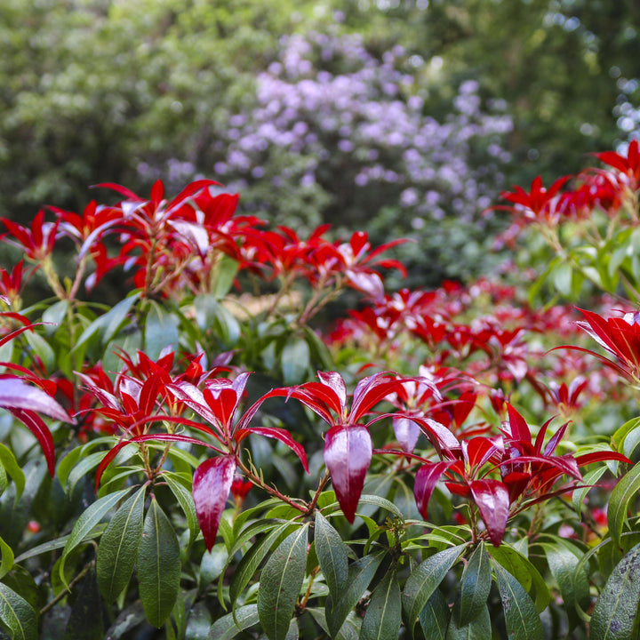 Katsura Pieris
