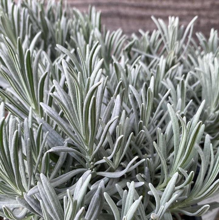 Phenomenal® Lavender, Lavadin