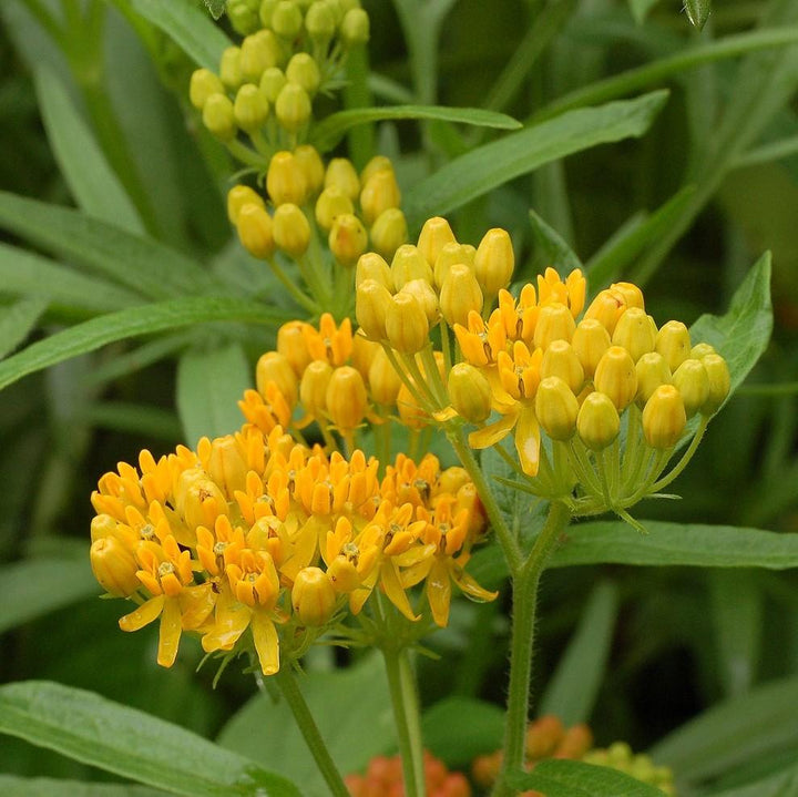 Hello Yellow Butterfly Weed