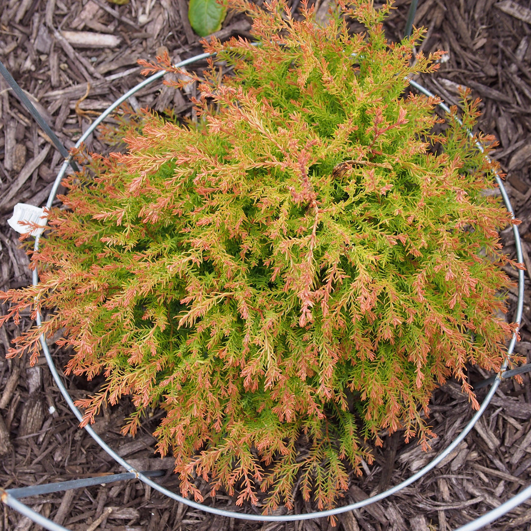Fire Chief™ Globe Arborvitae