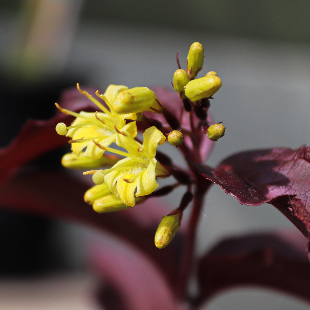 Firefly™ Nightglow™ Bush Honeysuckle