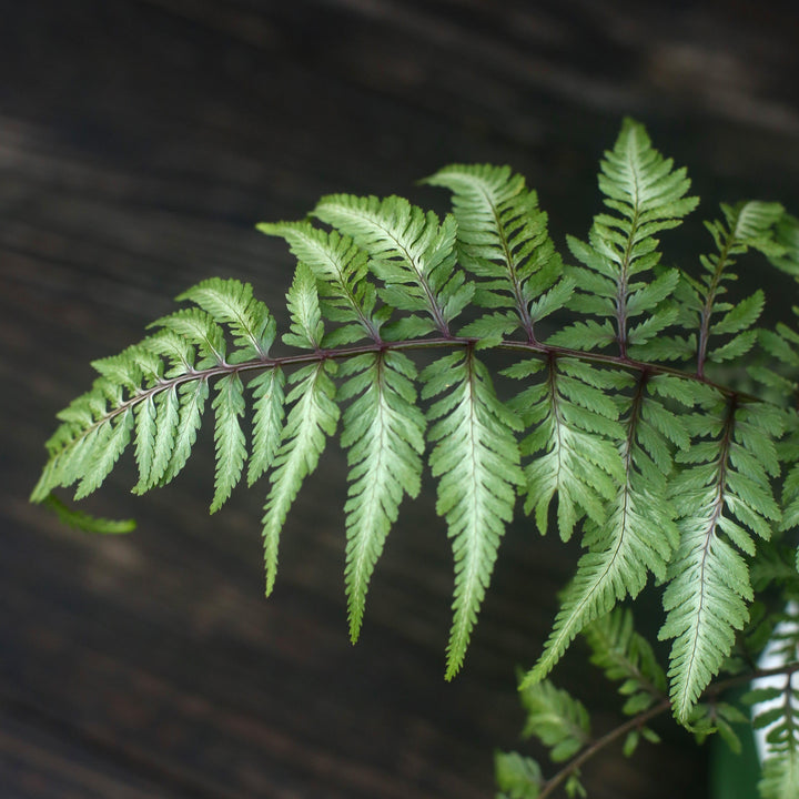 Japanese Painted Fern
