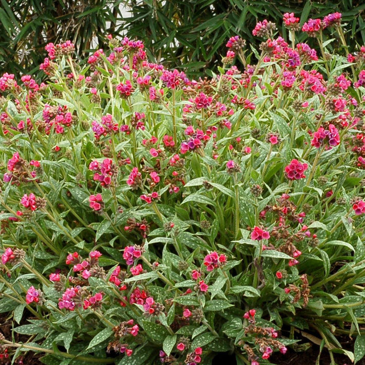 Raspberry Splash Lungwort