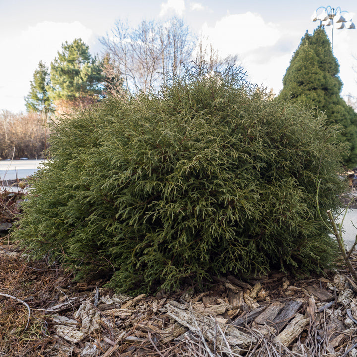 Mr. Bowling Ball® Arborvitae