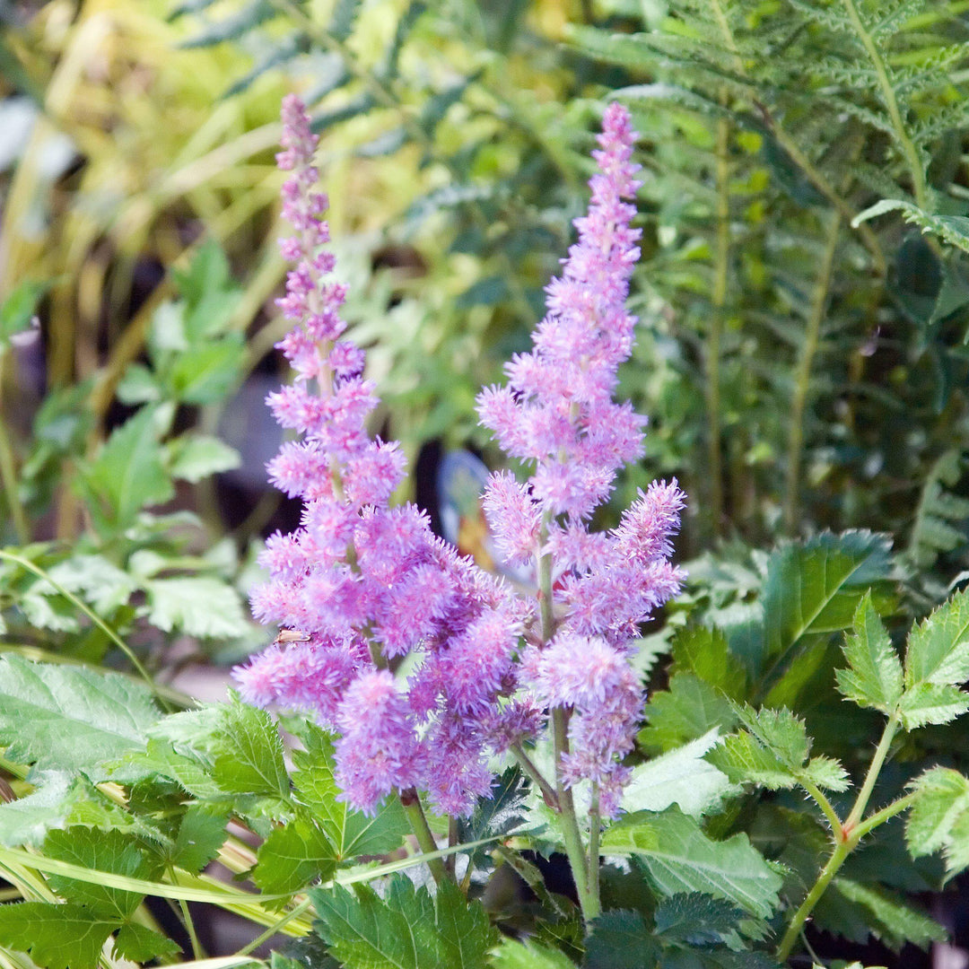 Visions Chinese Astilbe, False Goat's Beard