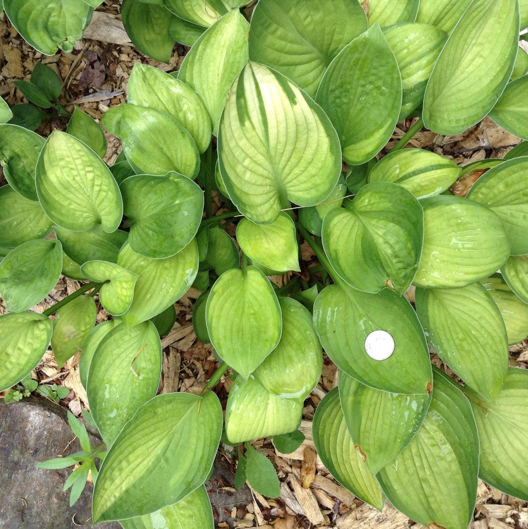 Hosta x 'Gold Standard'  - Gold Standard Hosta