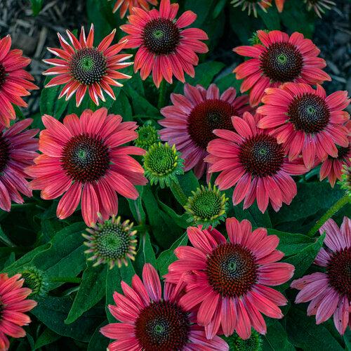 PW® Summersong™ Firefinch™ Coneflower