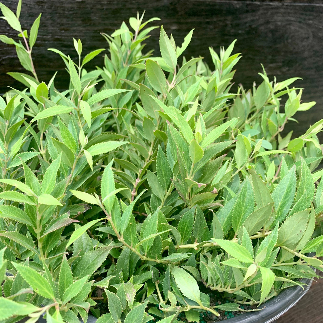 Dwarf Nikko Deutzia