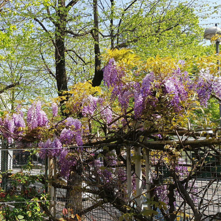 Amethyst Falls Wisteria