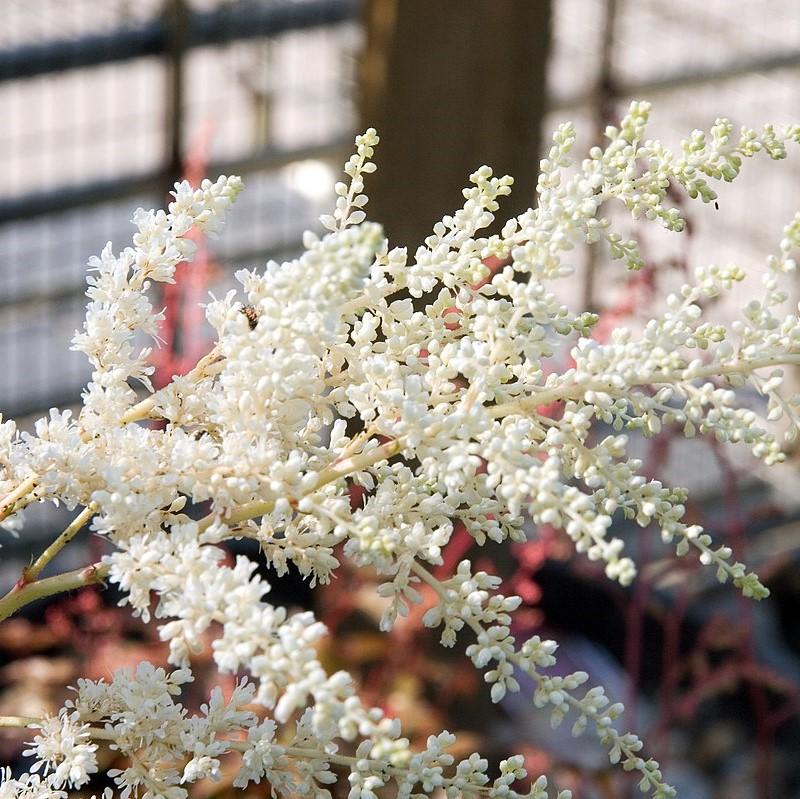 Bridal Veil Astilbe