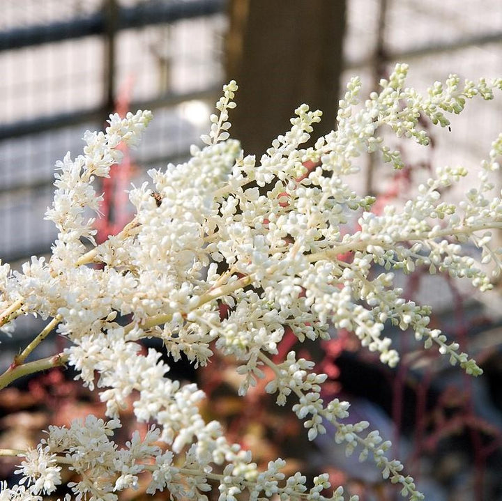 Bridal Veil Astilbe