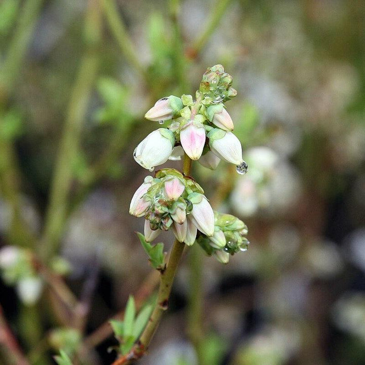 Bluecrop Highbush Blueberry