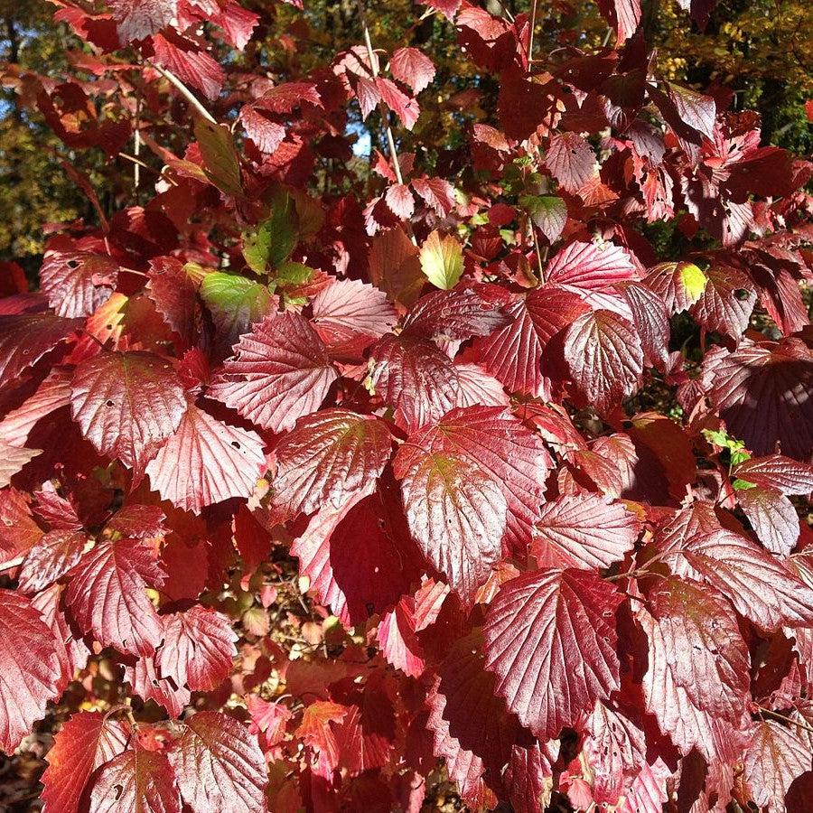 Blue Blaze™ Viburnum
