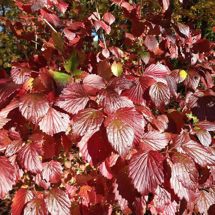 Blue Blaze™ Viburnum